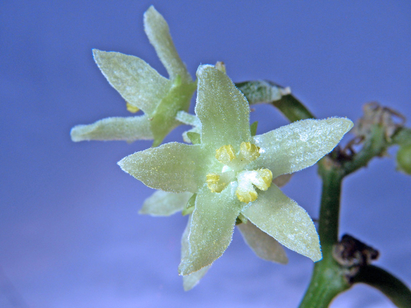 معرفی و راهنمای پرورش سبزی جات غیر برگی - چایوت